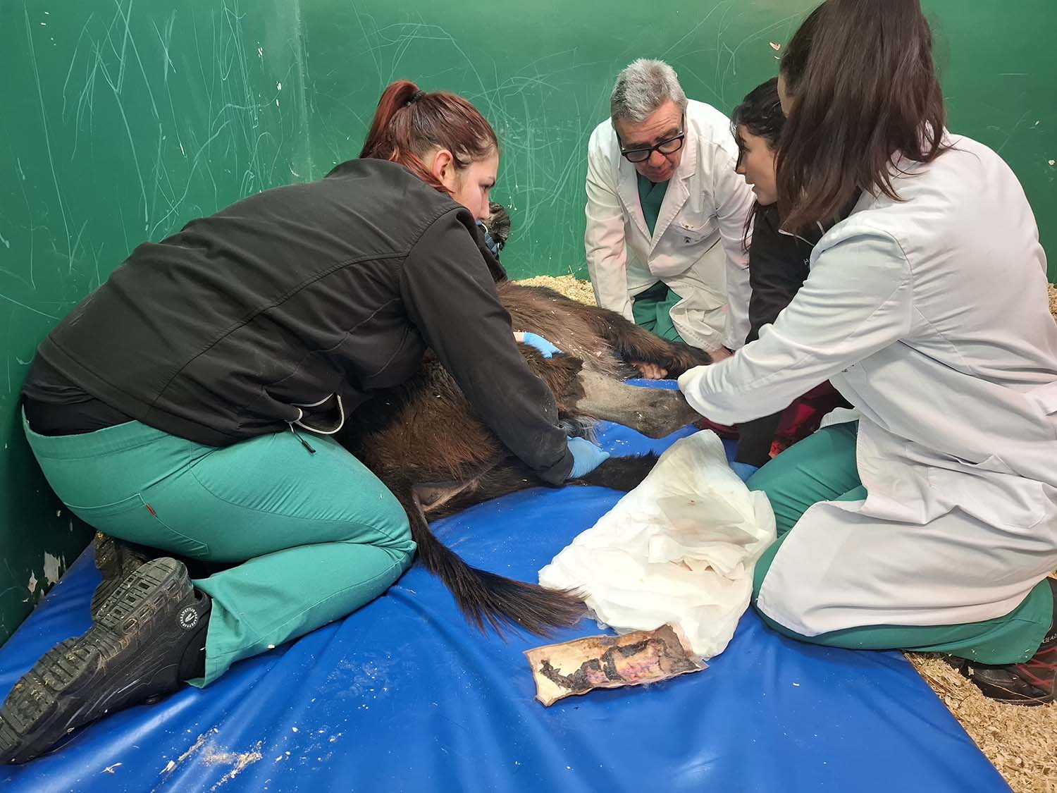 Intervención Pablete, veterinarios ULE