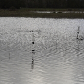 Campos inundados en Camponaraya debido a las intensas lluvias | Foto: César Sánchez, ICAL (3)