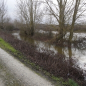 Campos inundados en Camponaraya debido a las intensas lluvias | Foto: César Sánchez, ICAL (9)