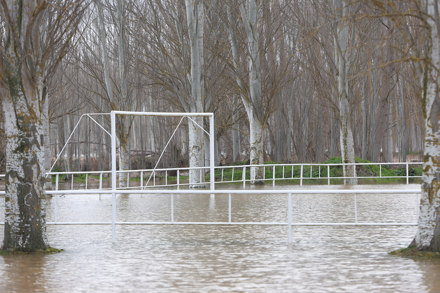 JL Leal / ICAL . Crecida del Río Orbigo a su paso por Villabrazaro