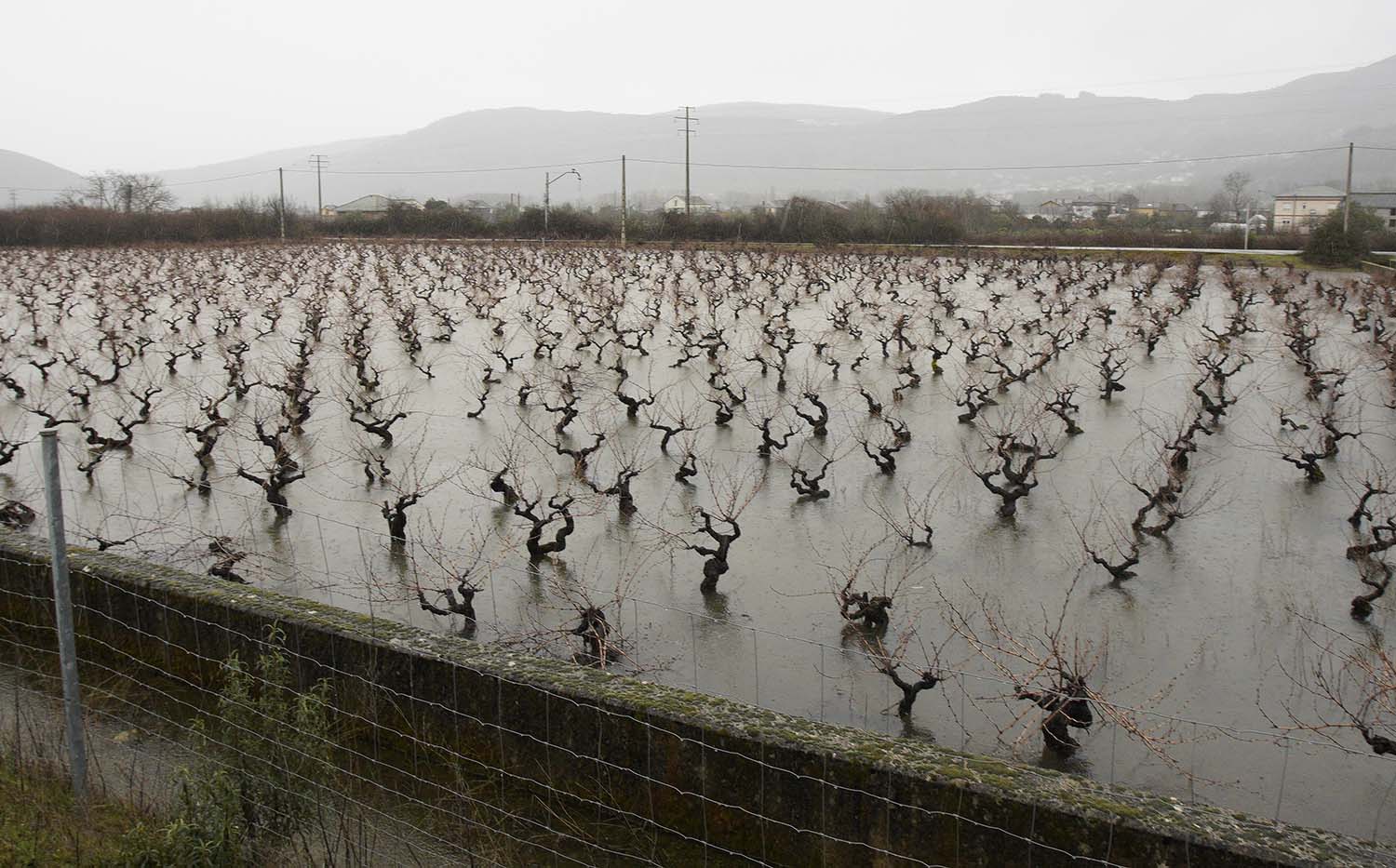 César Sánchez ICAL. Viñedos del Bierzo afectados por el temporal de lluvias