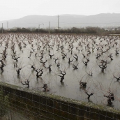 César Sánchez ICAL. Viñedos del Bierzo afectados por el temporal de lluvias