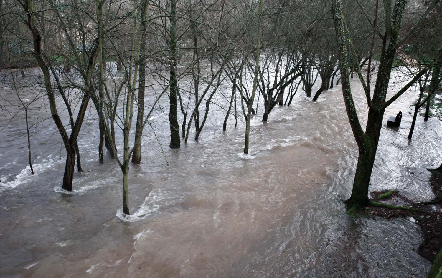 César Sánchez ICAL. Desbordamiento del río Sil a su paso por el paseo del parque de la Concordia de Ponferrada (4)