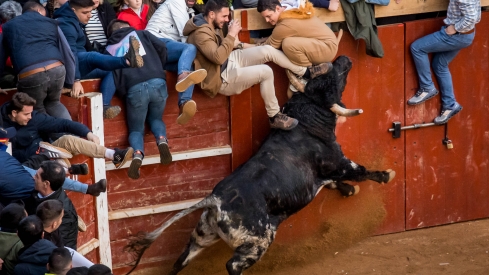 Imagen de una capea en el Carnaval de Toro de Ciudad Rodrigo (Salamanca) | Vicente / ICAL