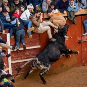 Imagen de una capea en el Carnaval de Toro de Ciudad Rodrigo (Salamanca) | Vicente / ICAL