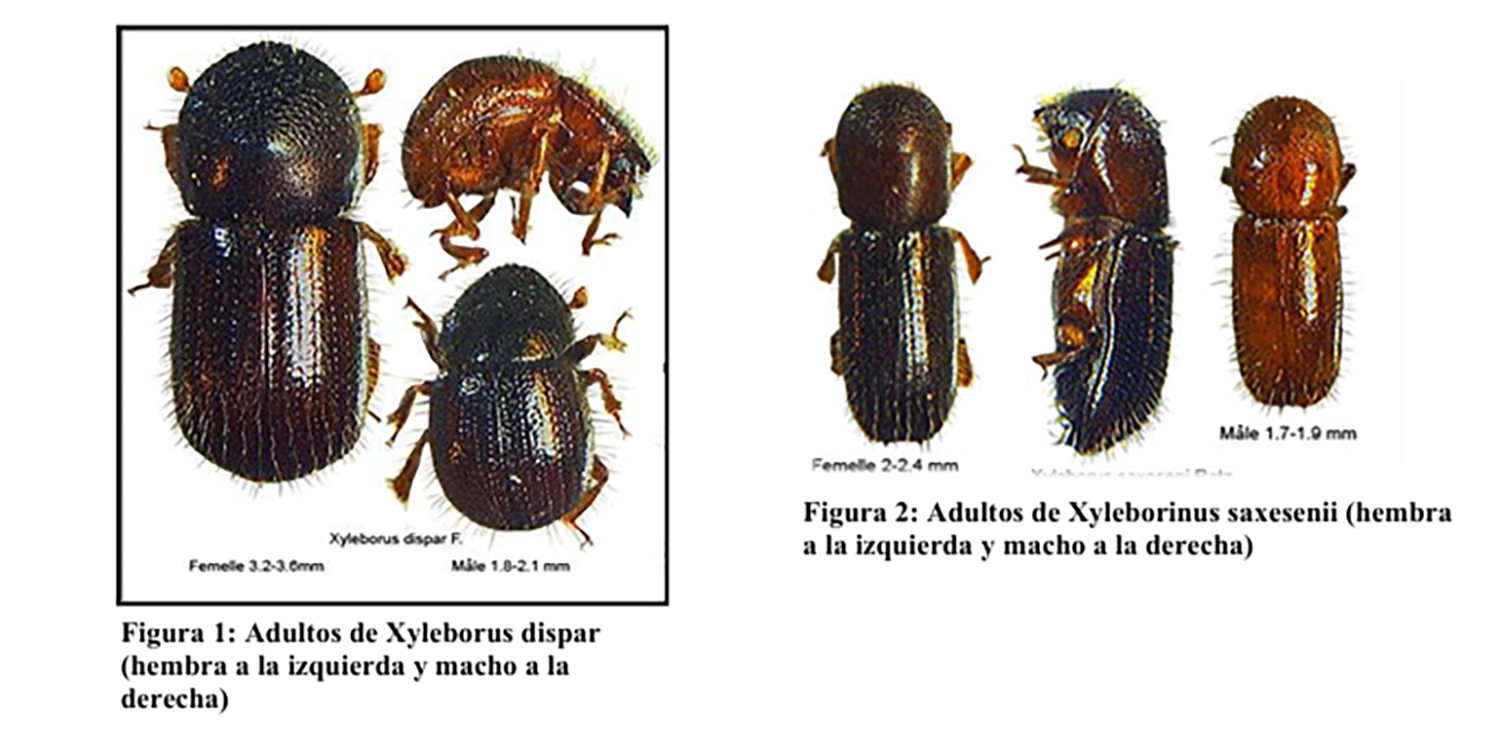 Insecto Xyleborinus