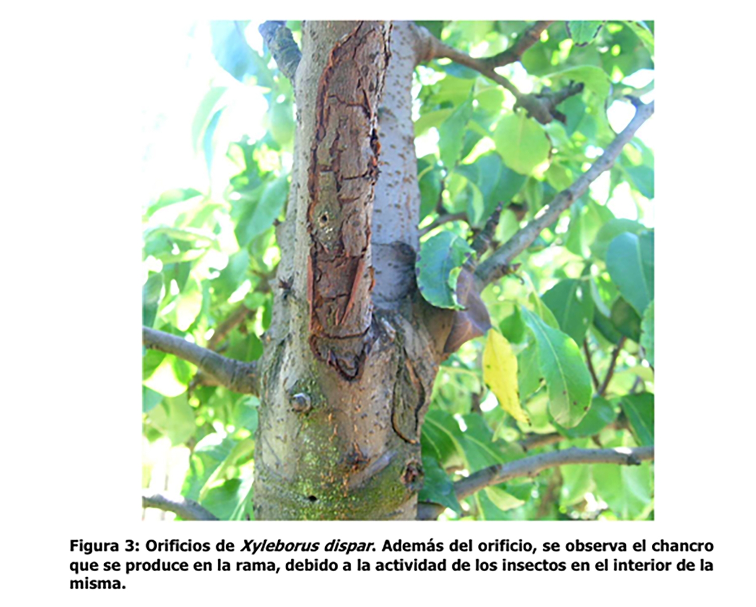 Castaño con xyleborus