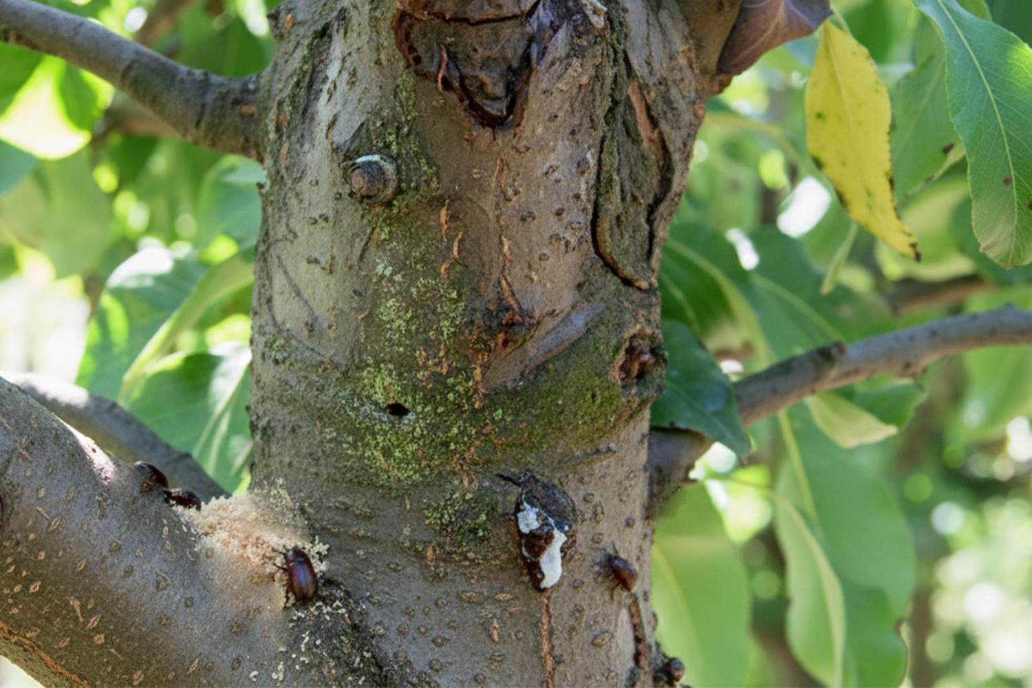Árbol con el insecto barrenador