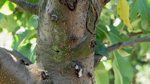 Árbol con el insecto barrenador