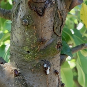 Árbol con el insecto barrenador