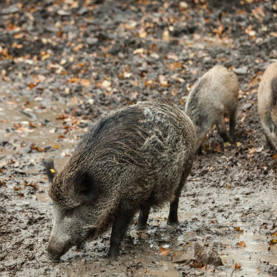 Jabalí
