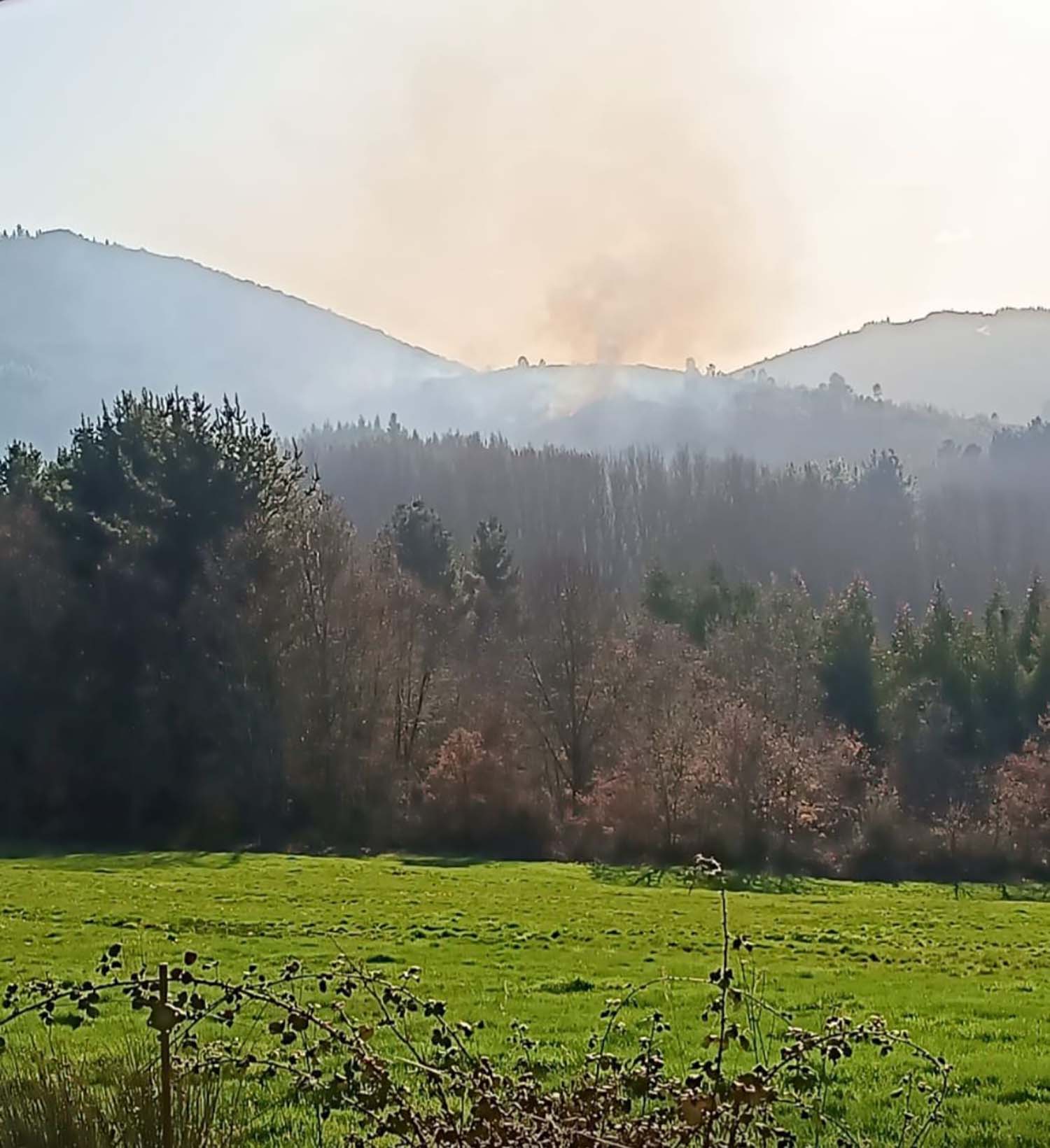 Incendio forestal en El Espino