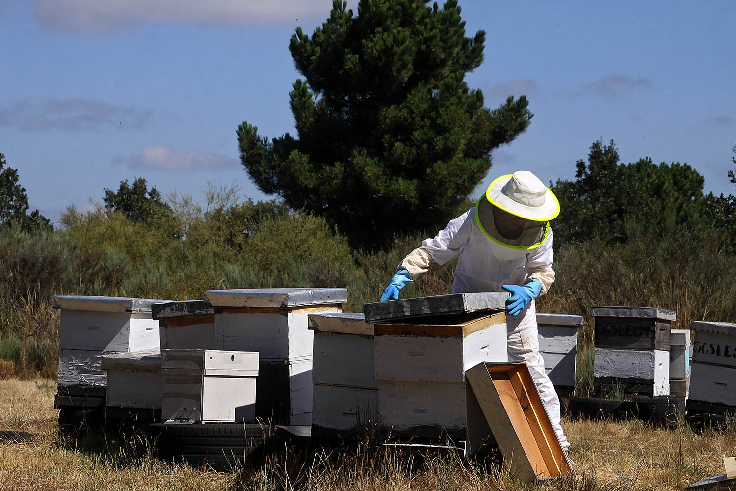 Peio García / ICAL . Colmenas de abejas en León Peio García / ICAL . Colmenas de abejas en León