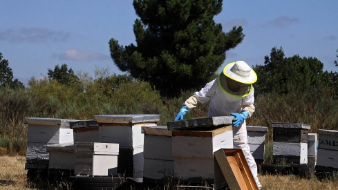 Peio García / ICAL . Colmenas de abejas en León