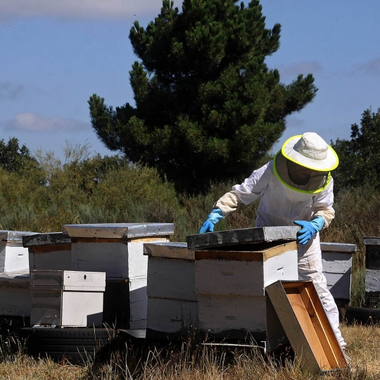 Peio García / ICAL . Colmenas de abejas en León Peio García / ICAL . Colmenas de abejas en León