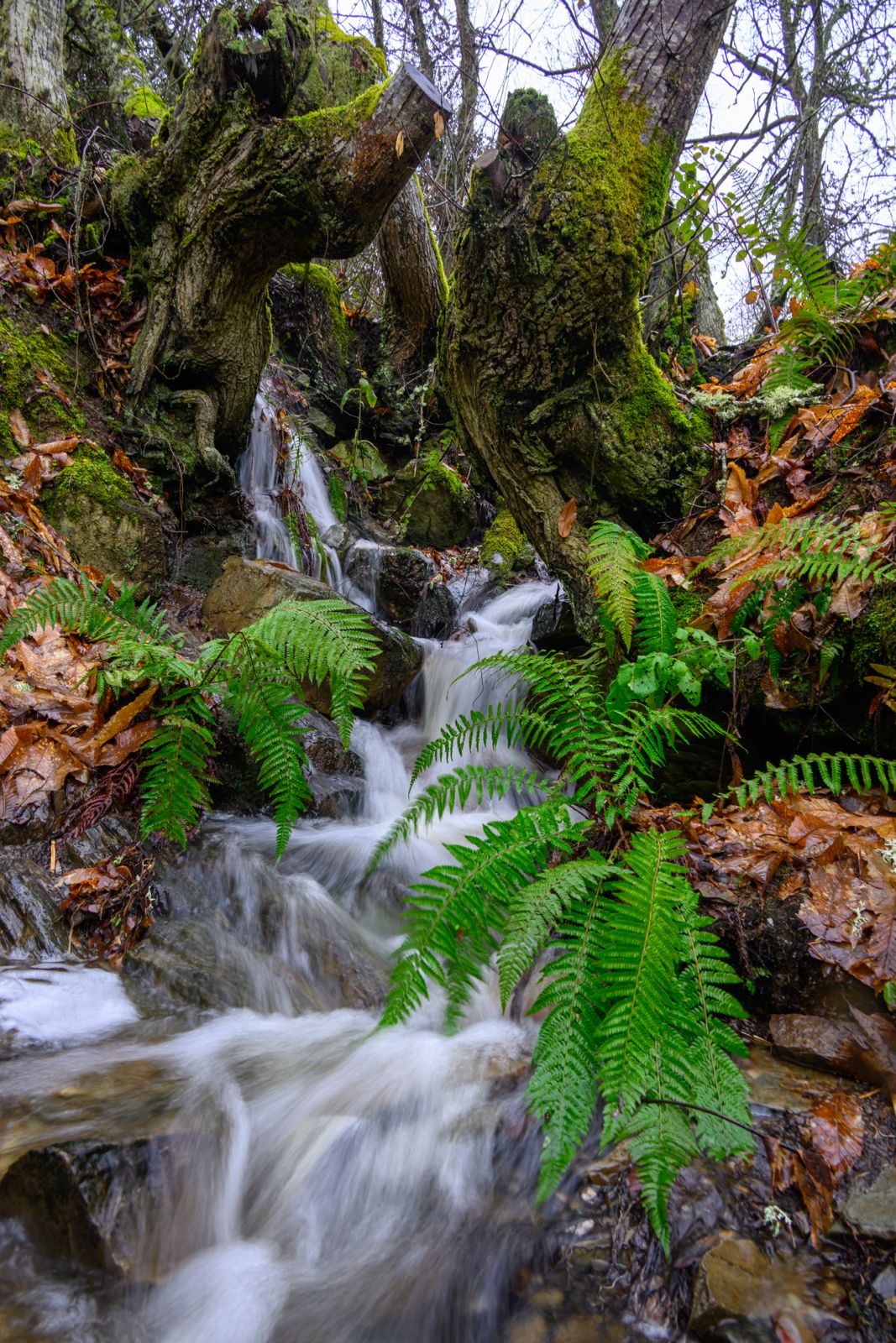'Senda del Bosque' delSoto de Villar de los Barrios 