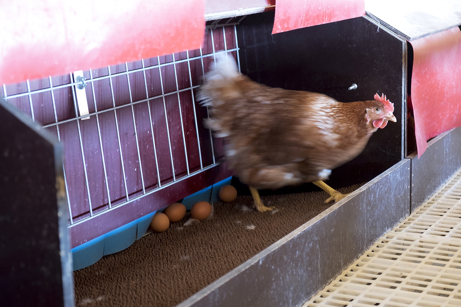 Jesús Formigo / ICAL . La granja de gallinas camperas del emprendedor salmantino Segio García Panero en Tardáguila