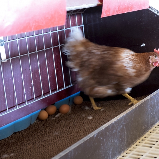 Jesús Formigo / ICAL . La granja de gallinas camperas del emprendedor salmantino Segio García Panero en Tardáguila Jesús Formigo / ICAL . La granja de gallinas camperas del emprendedor salmantino Segio García Panero en Tardáguila