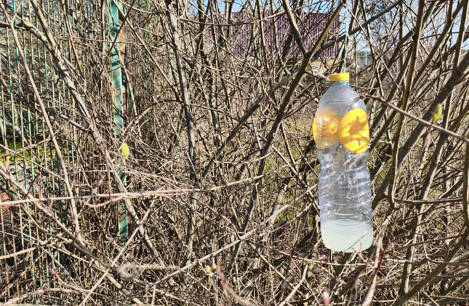 Trampas contra la avispa asiática en Cabañas Raras