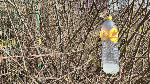 Trampas contra la avispa asiática en Cabañas Raras