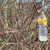 Trampas contra la avispa asiática en Cabañas Raras