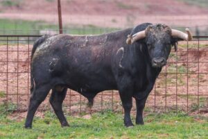 Centenario de Samuel Flores (5)