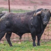 Centenario de Samuel Flores (5)