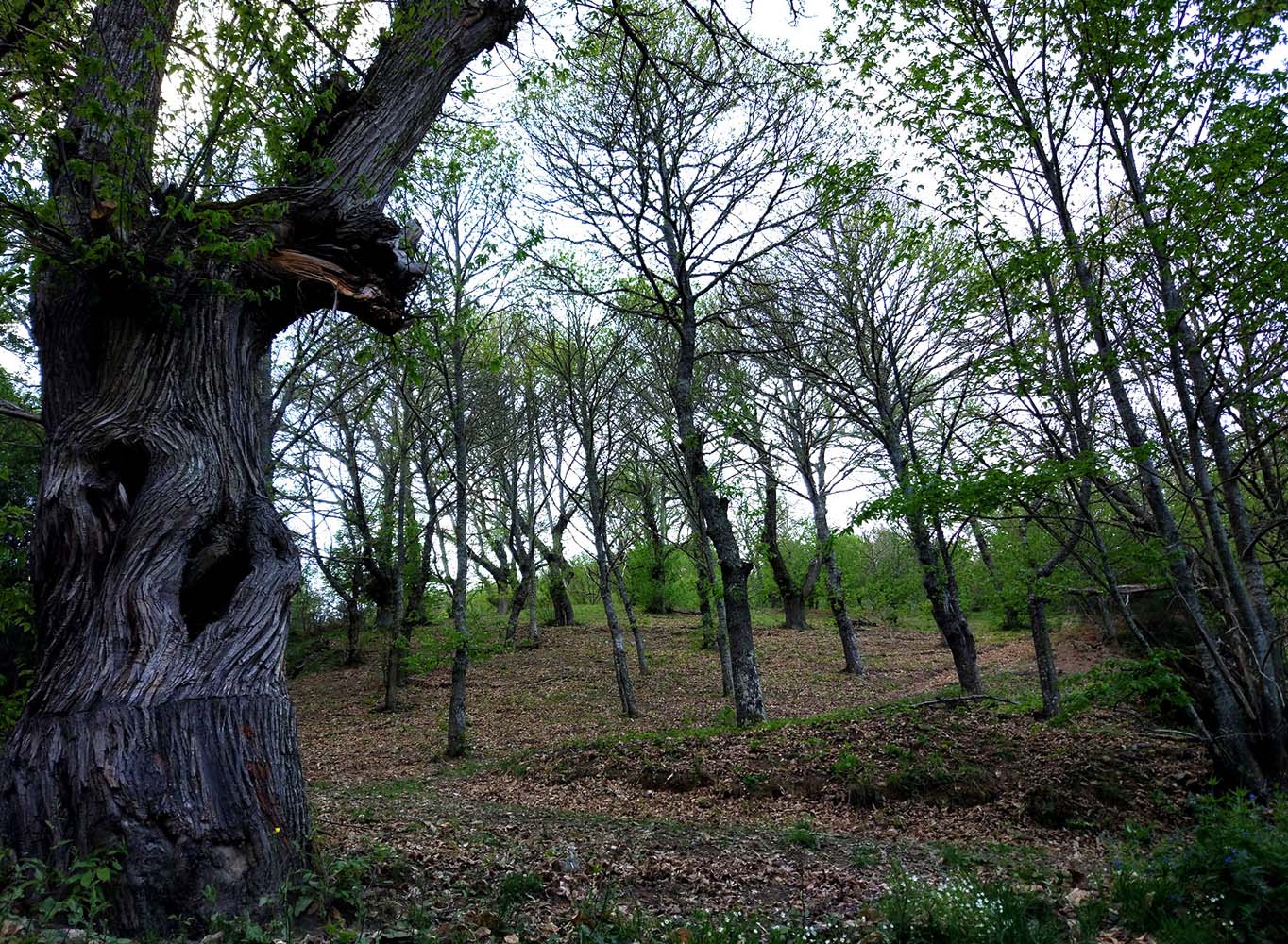 Castaños del Bierzo 