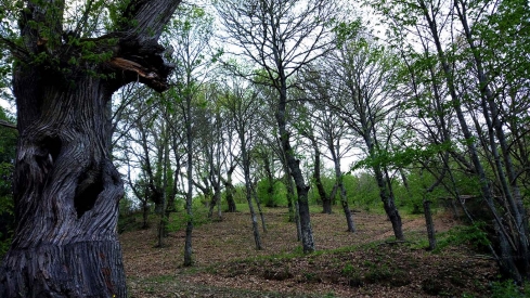 Castaños del Bierzo 