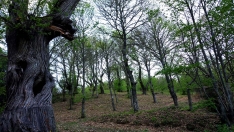 Castaños del Bierzo 