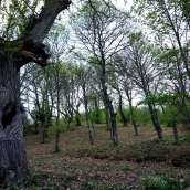 Castaños del Bierzo 