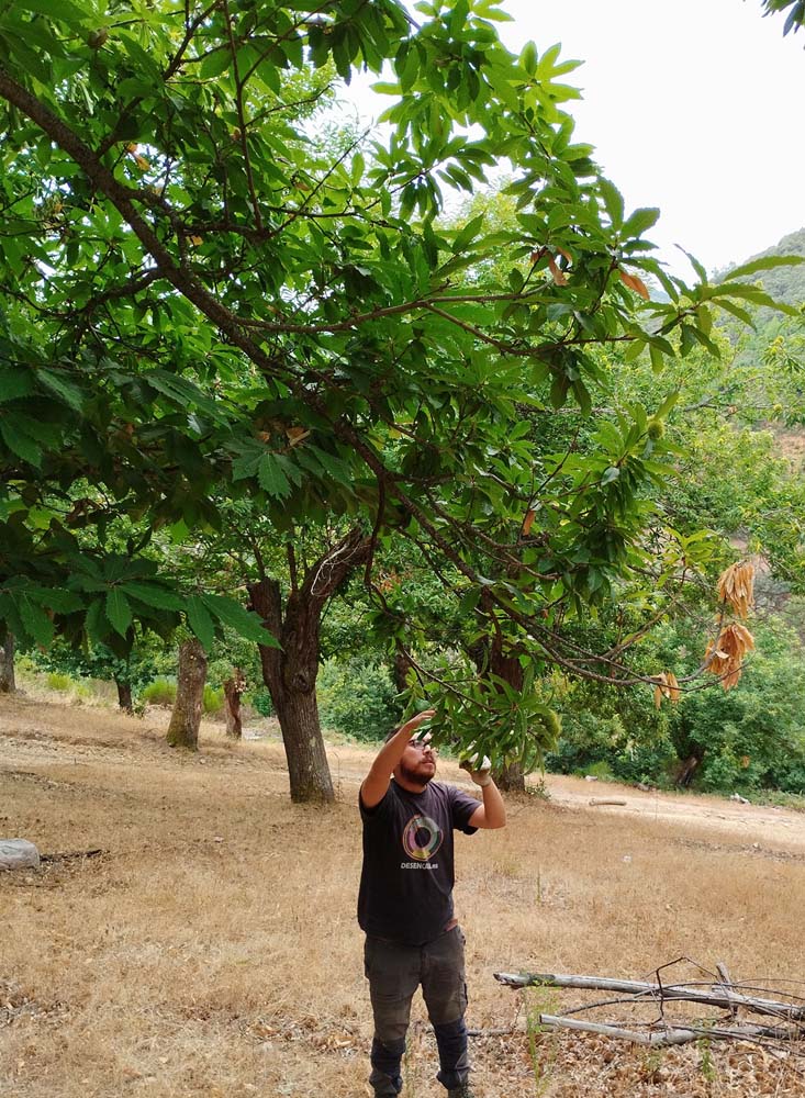 Castaños del Bierzo 