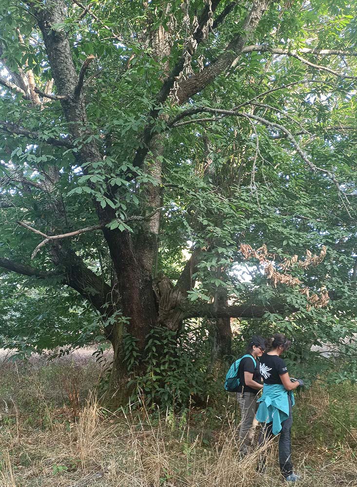 Castaños del Bierzo 