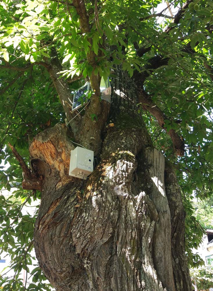 Castaños del Bierzo 