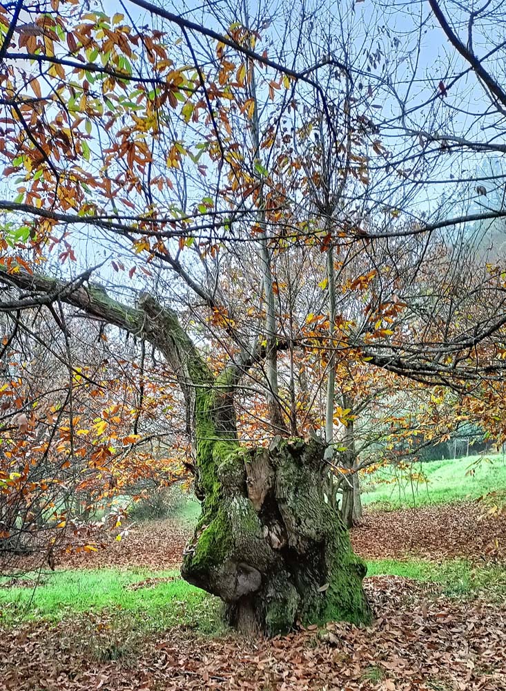 Castaños del Bierzo 