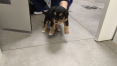 Ocho cachorros abandonados en San Esteban de Valdueza: el Ayuntamiento de Ponferrada pide ayuda para encontrarles hogar Ocho cachorros abandonados en San Esteban de Valdueza: el Ayuntamiento de Ponferrada pide ayuda para encontrarles hogar