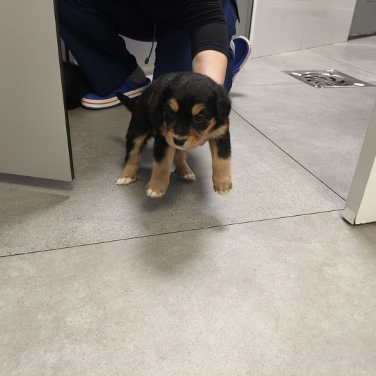 Ocho cachorros abandonados en San Esteban de Valdueza: el Ayuntamiento de Ponferrada pide ayuda para encontrarles hogar