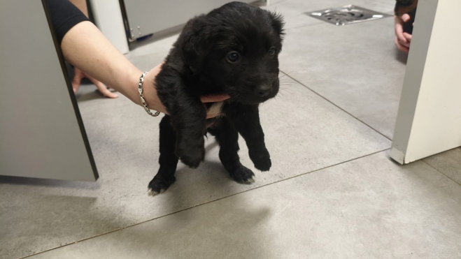 Cachorro abandonado en San Esteban de Valdueza Cachorro abandonado en San Esteban de Valdueza