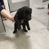 Cachorro abandonado en San Esteban de Valdueza