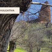 La gestión de sotos tradicionales como escudo vital contra los incendios forestales en El Bierzo