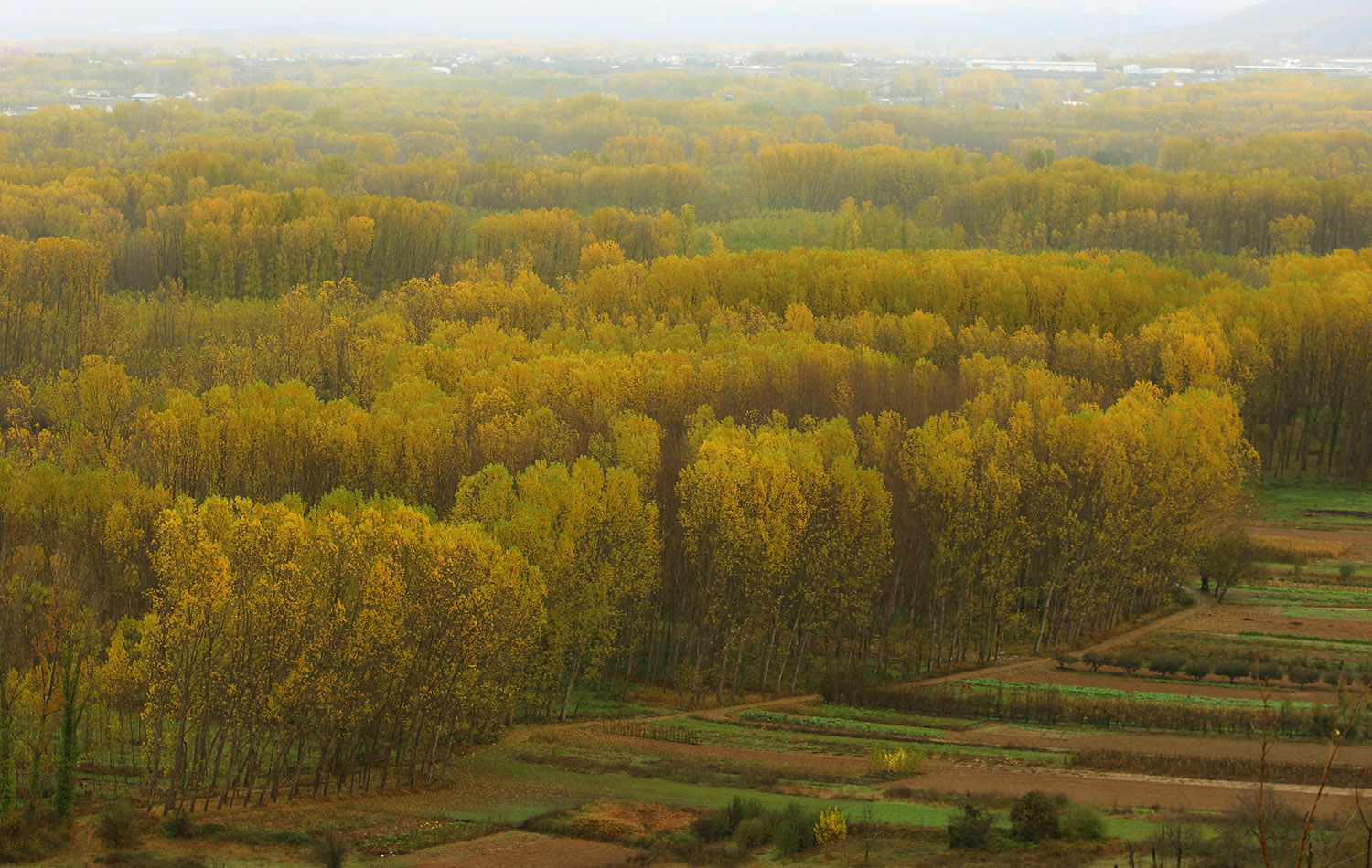 César Sánchez / ICAL . Bosque de chopos en el Bierzo