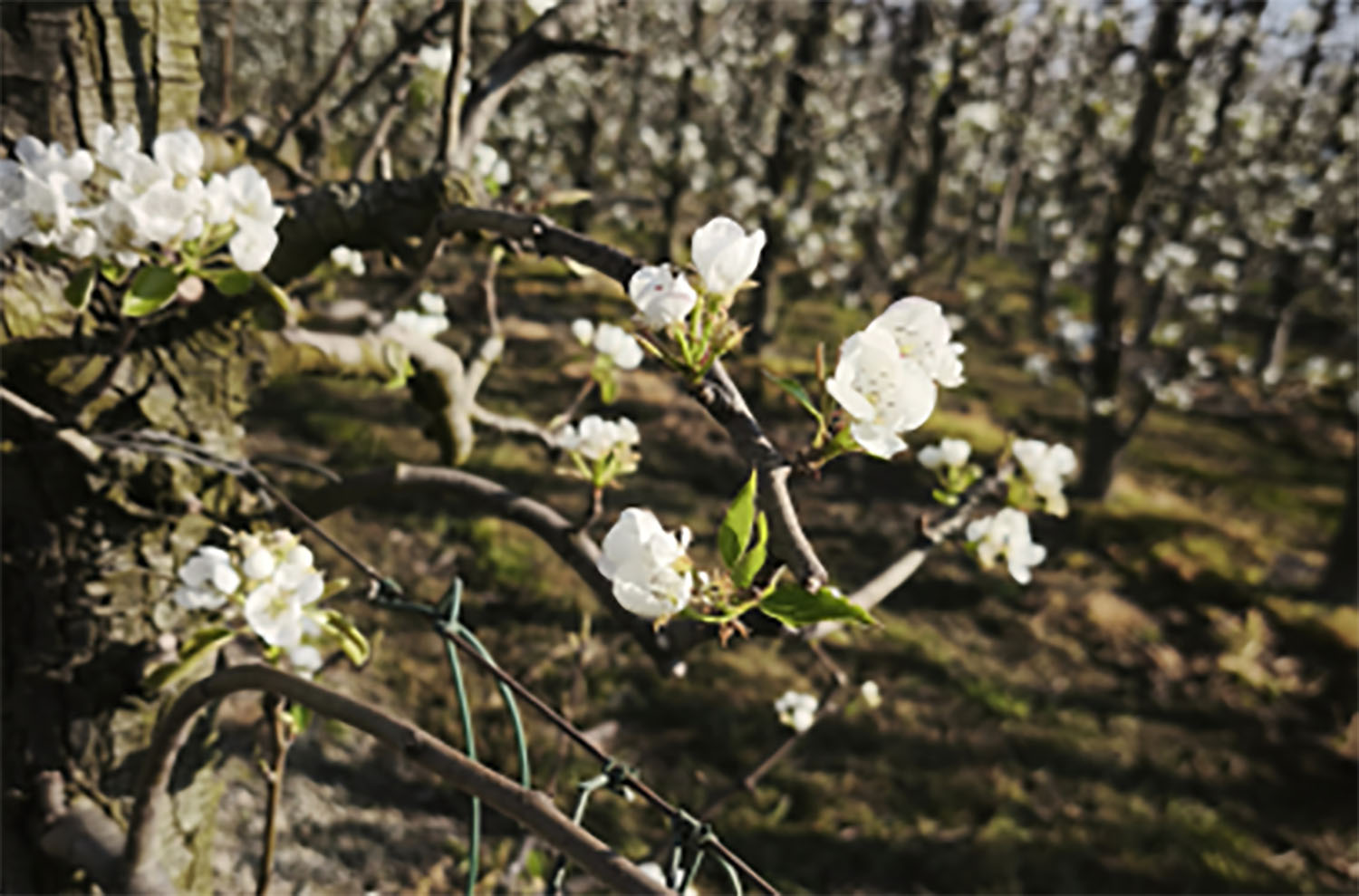 Perales en floración