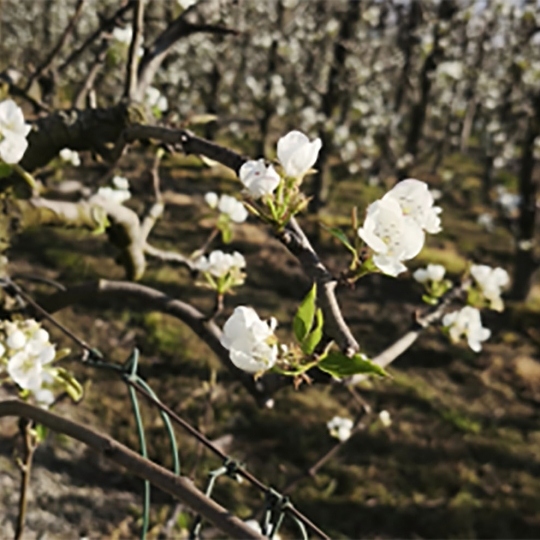 Perales en floración