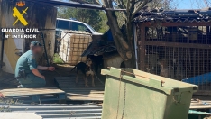 Investigación por maltrato animal en Lillo del Bierzo