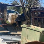 Investigación por maltrato animal en Lillo del Bierzo