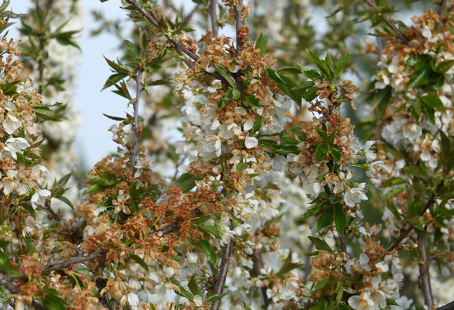Cerezos afectados por heladas archivo ICAL Cerezos afectados por heladas archivo ICAL
