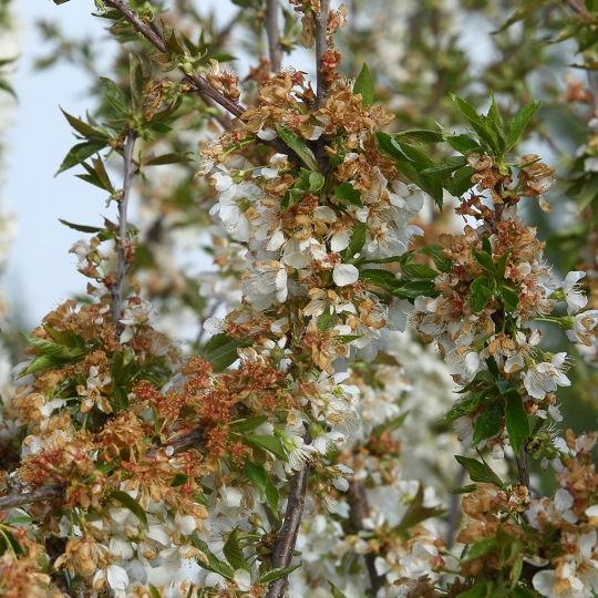 Cerezos afectados por heladas archivo ICAL