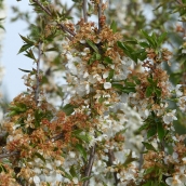 Cerezos afectados por heladas archivo ICAL