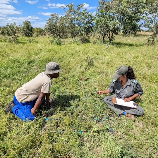 Dos investigadores del Campus del Bierzo demuestran que la diversidad de incendios forestales impulsa la biodiversidad en Árica