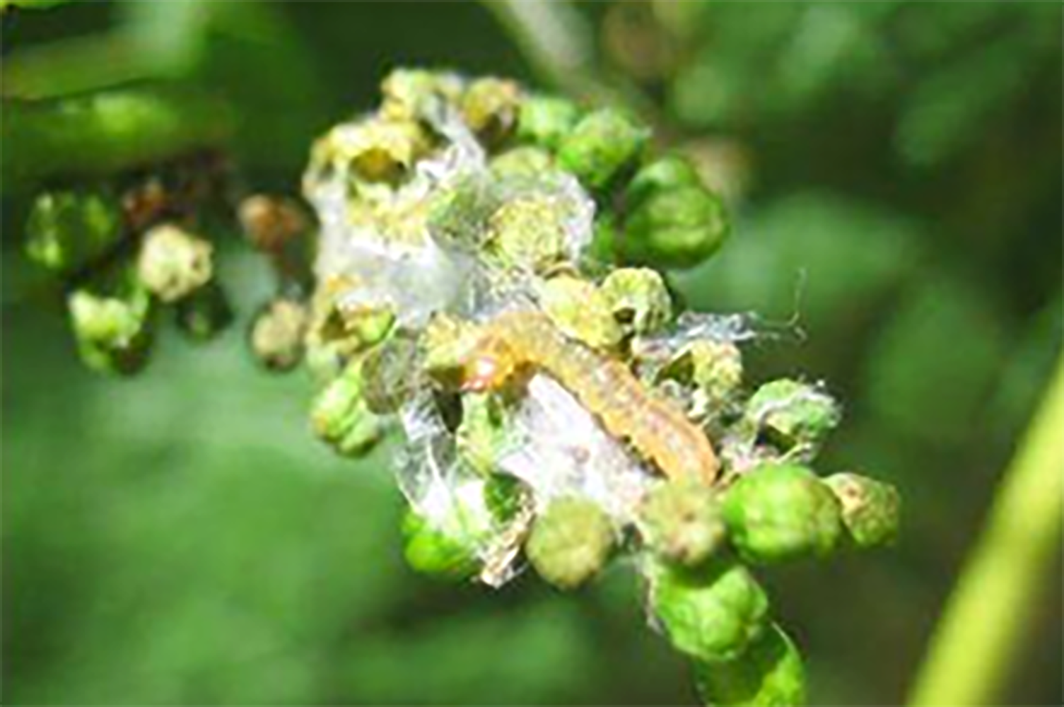 Polilla en el racimo de la vid